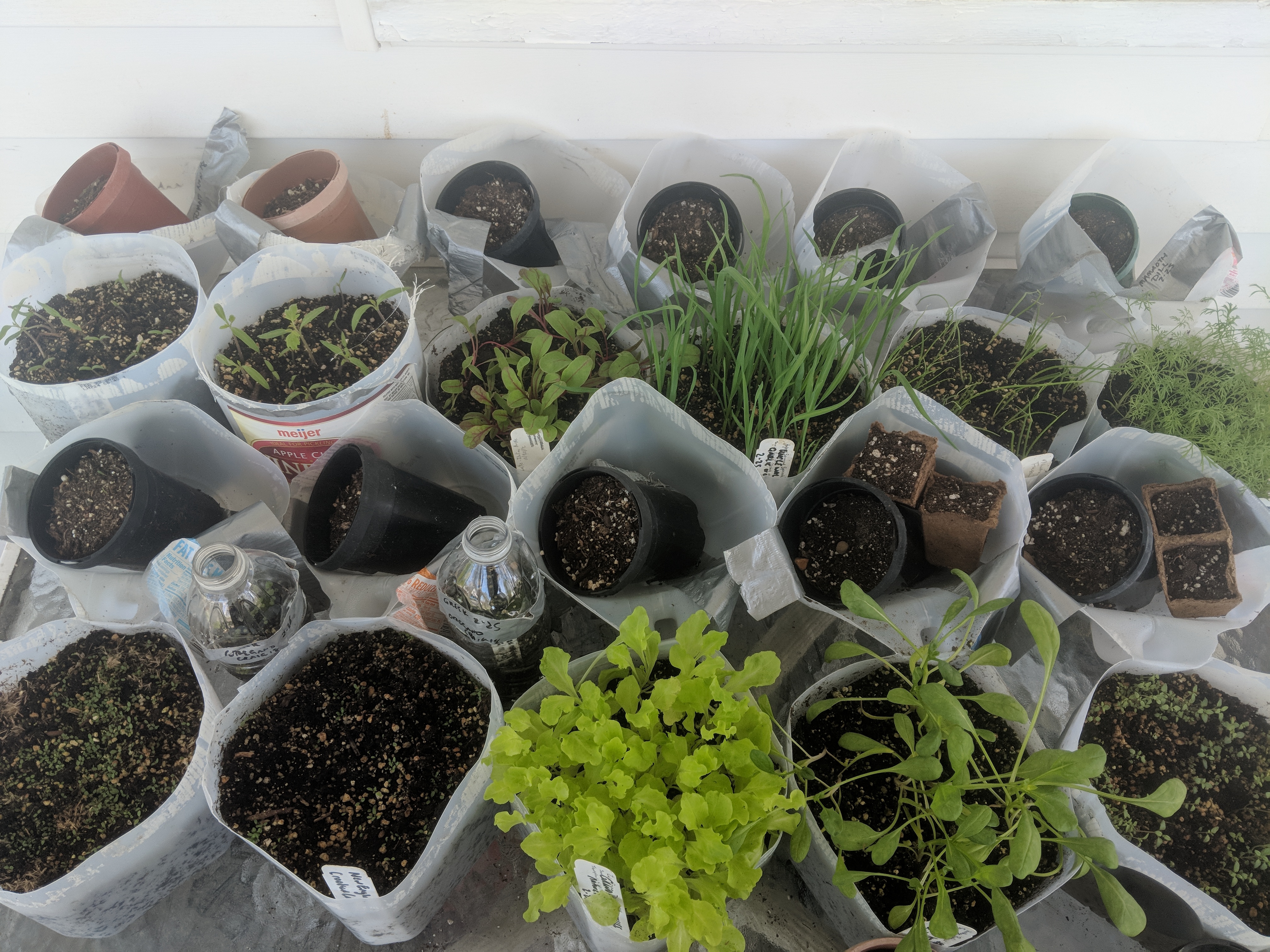 Open containers of milk jugs filled with soil and plant seedlings