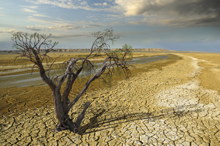 Parched land, tree. Photo credit: draco-zlat / iStock Parched land, tree. Photo credit: draco-zlat / iStock