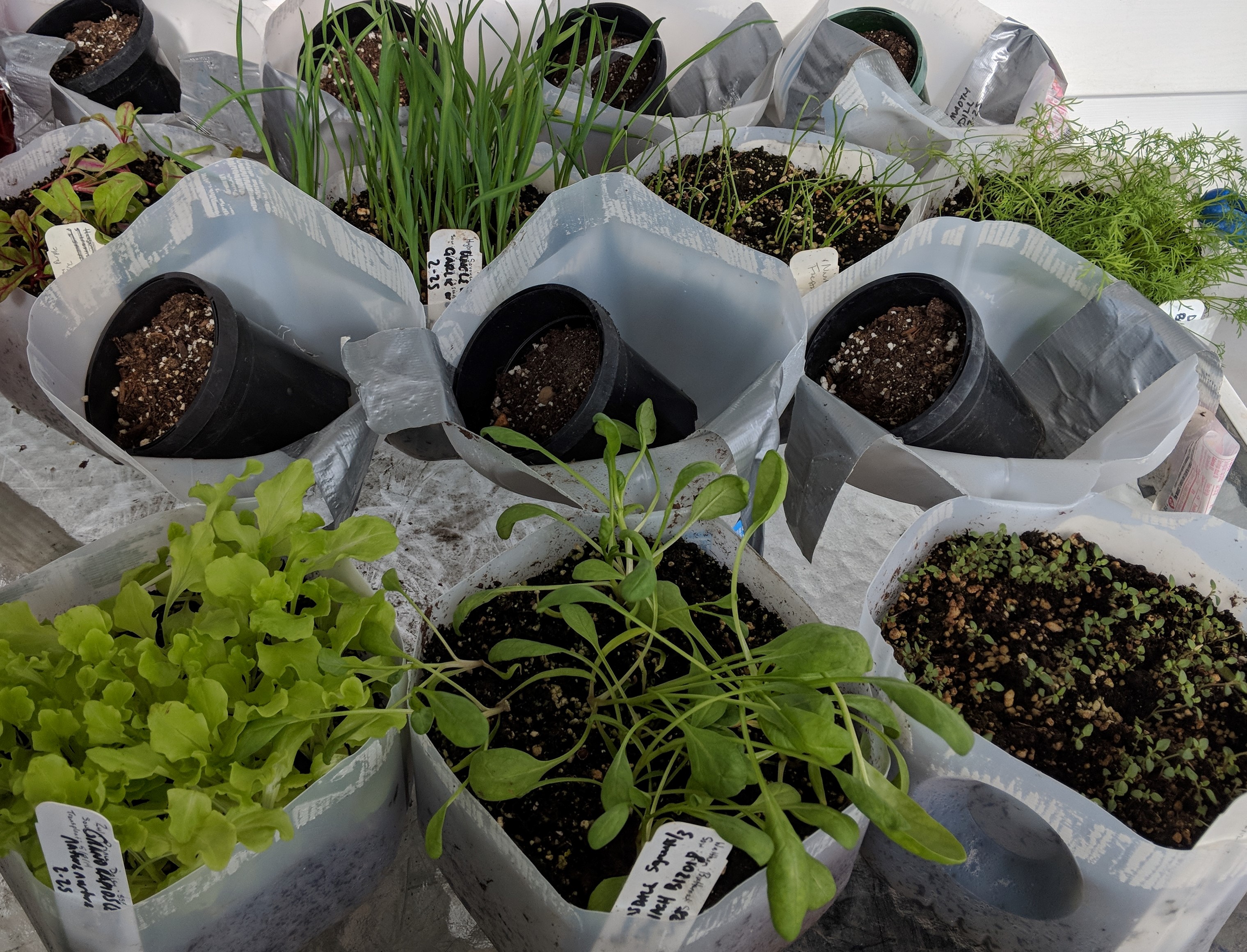 Open containers of milk jugs filled with soil and plant seedlings