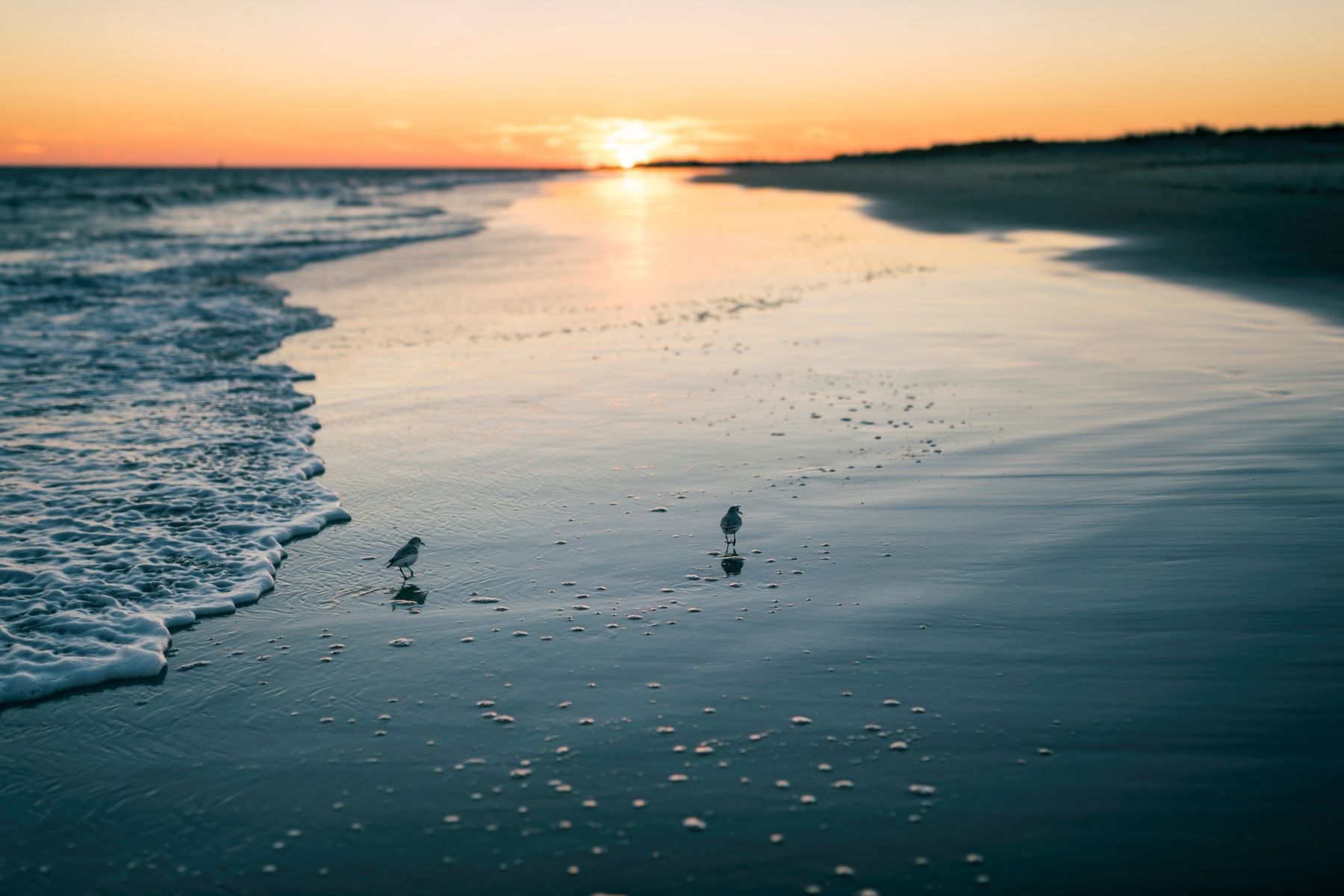 rhode island-beach-birds-canva.jpg rhode island-beach-birds-canva.jpg