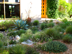 Xeriscape Texas Pride example #3 Xeriscape Texas Pride example #3