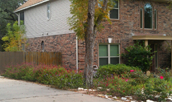 Xeriscape Cottage example #3 Xeriscape Cottage example #3